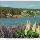 Nova Scotia Postcard Lupines Grow Wild Yarmouth Cape Breton Roadside Colour