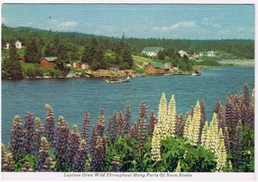 Nova Scotia Postcard Lupines Grow Wild Yarmouth Cape Breton Roadside Colour
