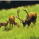 Animals Postcard Red Deer North American Wildlife