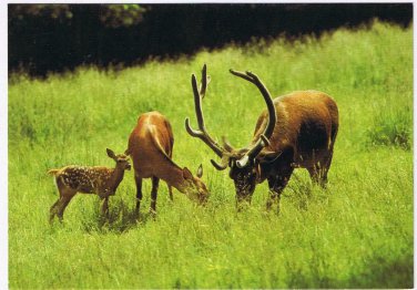 Animals Postcard Red Deer North American Wildlife
