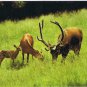 Animals Postcard Red Deer North American Wildlife
