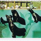 California Postcard San Diego Sea World Seal Pool