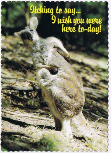 Australia Postcard Kangaroo Itching To Say Wish You Were Here