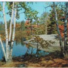 Ontario Postcard Birch Trees Autumn Lake