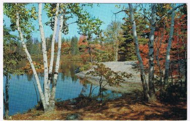 Ontario Postcard Birch Trees Autumn Lake