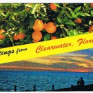 Florida Postcard Clearwater Beach Oranges Sunsey