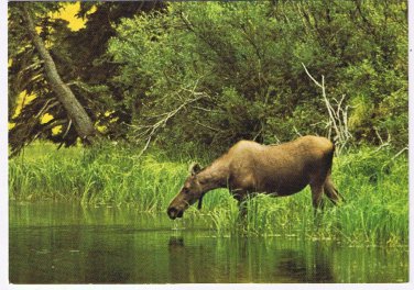 Animals Postcard Alaska Moose North American Wildlife