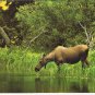 Animals Postcard Alaska Moose North American Wildlife