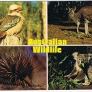 Australia Postcard Wildlife Kookaburra Kangaroo Spiney Anteater Koala Gum Leaves
