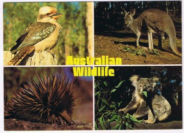 Australia Postcard Wildlife Kookaburra Kangaroo Spiney Anteater Koala Gum Leaves