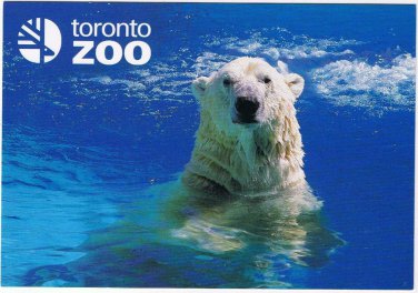 Ontario Postcard Toronto Zoo Polar Bear