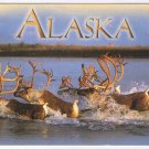 Alaska Postcard Alaskan Caribou Crossing River Summer View