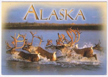 Alaska Postcard Alaskan Caribou Crossing River Summer View