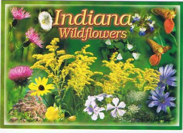 Indiana Postcard Wildflowers
