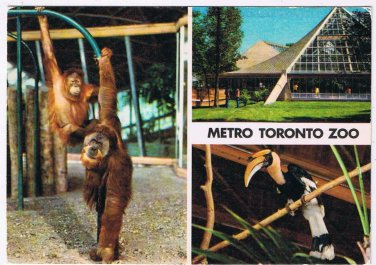 Ontario Postcard Metro Toronto Zoo Orangutans Hornbill