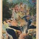 Florida Postcard Silver Springs Bridal Chamber Through Glass Bottom Boat