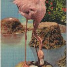 Florida Postcard Flamingo Nesting