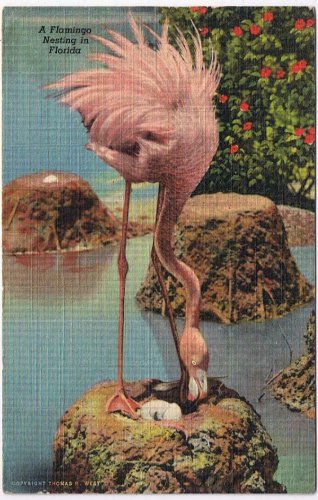 Florida Postcard Flamingo Nesting