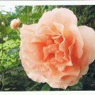 Holland Netherlands Postcard Pink Rose