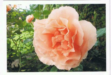Holland Netherlands Postcard Pink Rose