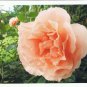 Holland Netherlands Postcard Pink Rose