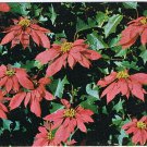 Postcard Clear & Radiant Poinsettias In Beautiful South Florida
