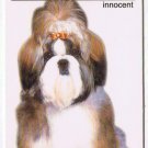 Trade Card Dog Calendar Card 2003 The Art Of Dog Innocent Shih Tzu