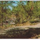 Ontario Postcard Woodland Pond Trees Trail