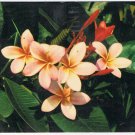 Postcard Pink Plumeria Hawaiian Flower Frangipani Hawaii