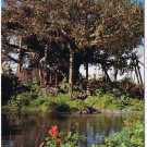 Florida Disney Postcard Swiss Family Island Treehouse