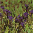 Montana Postcard Fringed Gentians Yellowstone National Park