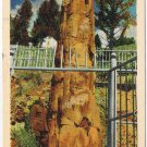 Montana Postcard Yellowstone National Park The Petrified Tree