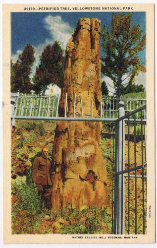 Montana Postcard Yellowstone National Park The Petrified Tree