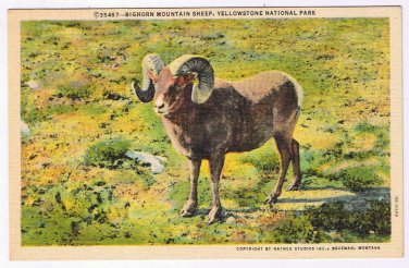 Montana Postcard Yellowstone National Park Bighorn Mountain Sheep