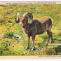 Montana Postcard Yellowstone National Park Bighorn Mountain Sheep