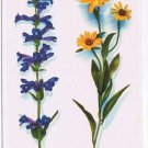 Wyoming Postcard Fringed Penstemon Sunflower Crandall Studios