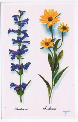 Wyoming Postcard Fringed Penstemon Sunflower Crandall Studios