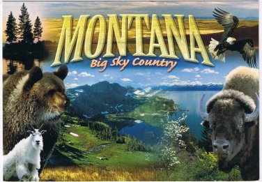 Montana Postcard Big Sky Country Bear Bison Mountain Goat