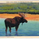 Montana Postcard Yellowstone National Park A Bull Moose