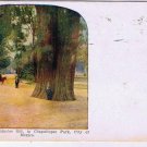 Mexico Postcard Mexico City Chapultepec Park Giant Trees Centuries Old