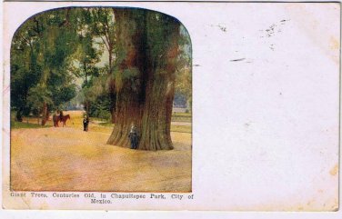 Mexico Postcard Mexico City Chapultepec Park Giant Trees Centuries Old