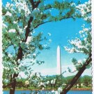 DC Postcard Washington Monument White Cherry Blossoms