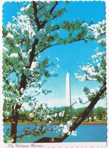 DC Postcard Washington Monument White Cherry Blossoms