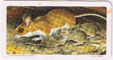 Brooke Bond Red Rose Tea Card #14 White Footed Mouse Animals & Their Young