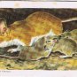 Brooke Bond Red Rose Tea Card #14 White Footed Mouse Animals & Their Young