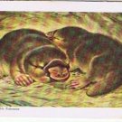 Brooke Bond Red Rose Tea Card #1 Duck Billed Platypus Animals & Their Young