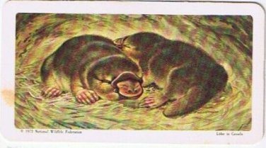 Brooke Bond Red Rose Tea Card #1 Duck Billed Platypus Animals & Their Young