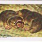 Brooke Bond Red Rose Tea Card #1 Duck Billed Platypus Animals & Their Young