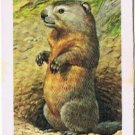 Brooke Bond Red Rose Tea Card #18 Woodchuck Animals & Their Young