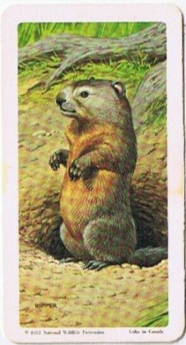 Brooke Bond Red Rose Tea Card #18 Woodchuck Animals & Their Young